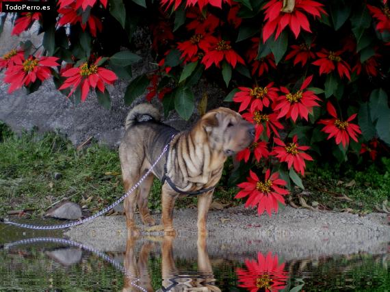 La foto del perro