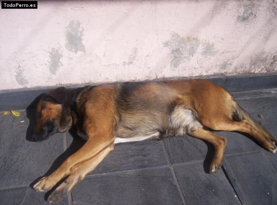 Foto del perro Chicho