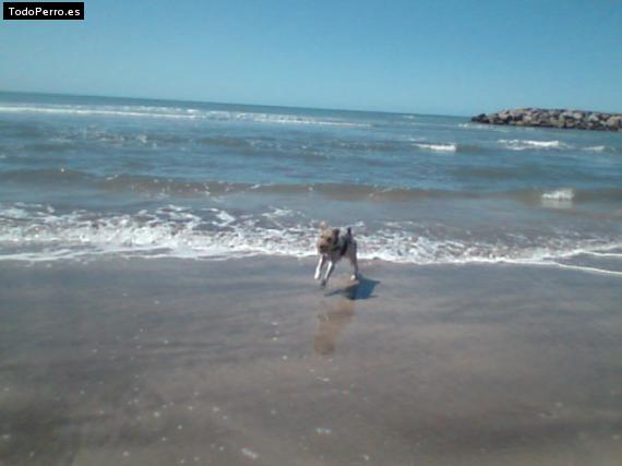 La foto del perro