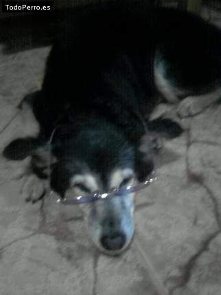 La foto del perro Escotti Foto del perro Escotti