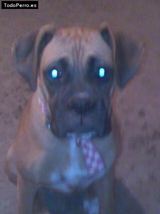 Foto del perro Candy