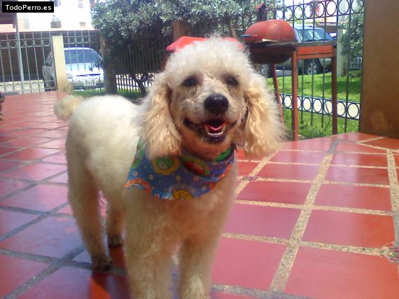 La foto del perro Peluche Foto del perro Peluche