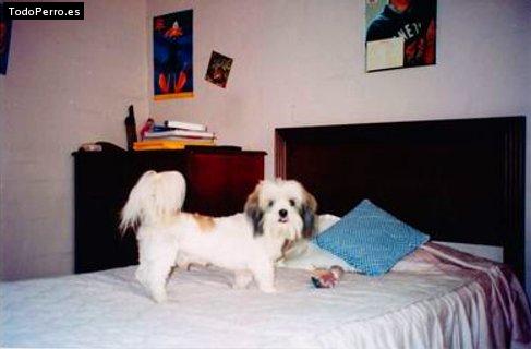 La foto del perro Doddy Foto del perro Doddy