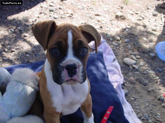 Foto del perro Renzo