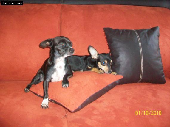 Foto del perro Chicharito y negrita