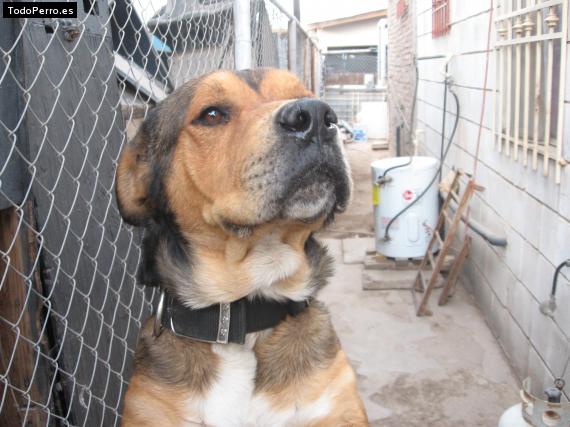Foto del perro Canito
