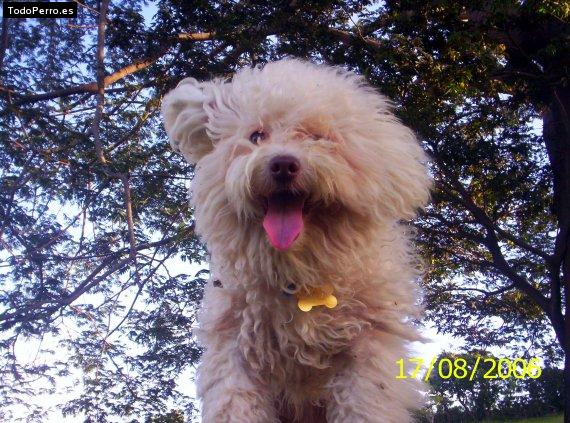 Foto del perro Spooky