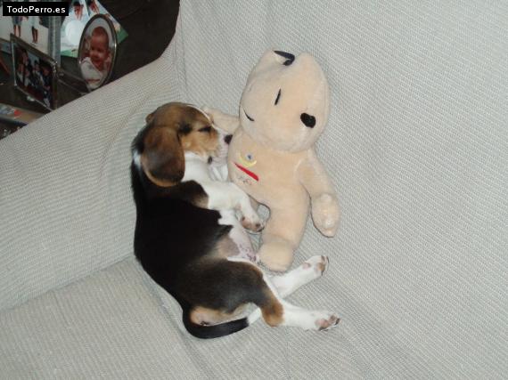 La foto del perro