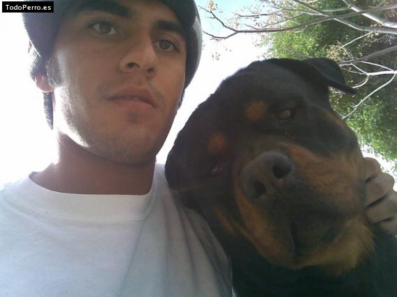 Foto del perro Chenene