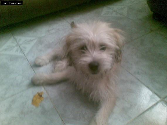 Foto del perro Cirilo
