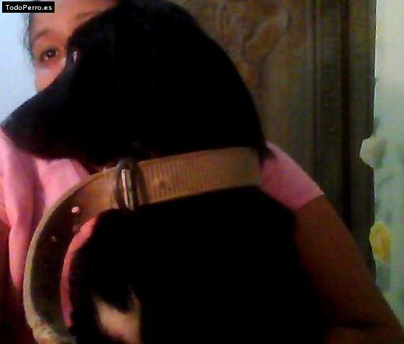 Foto del perro Coby
