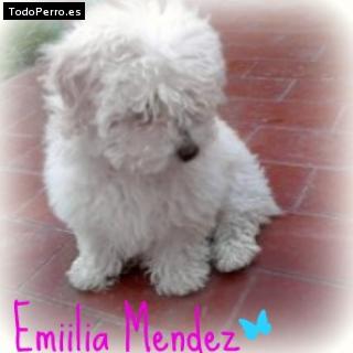 La foto del perro Emiliaa Foto del perro Emiliaa
