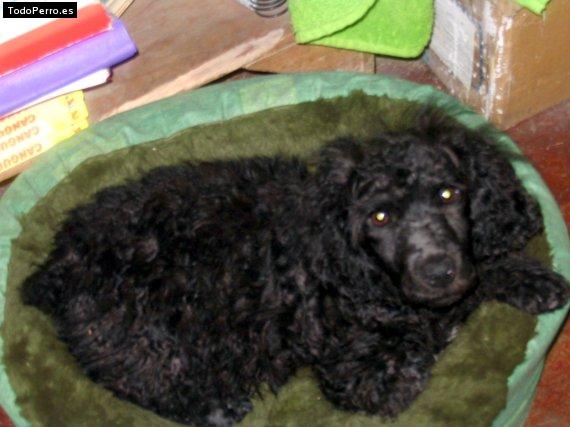 Foto del perro Charly