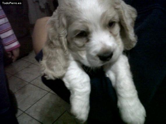 Foto del perro Chicuelo