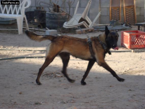 Foto del perro Centella