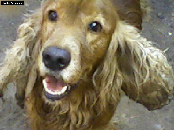Foto del perro Chocolate