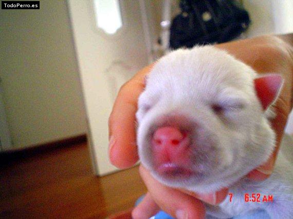 Foto del perro Momo
