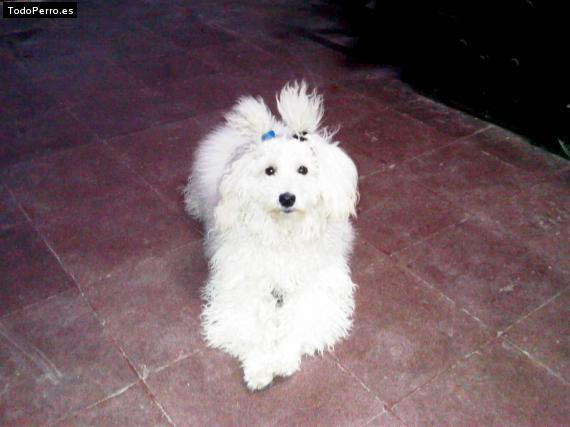 La foto del perro Plóna Foto del perro Plóna