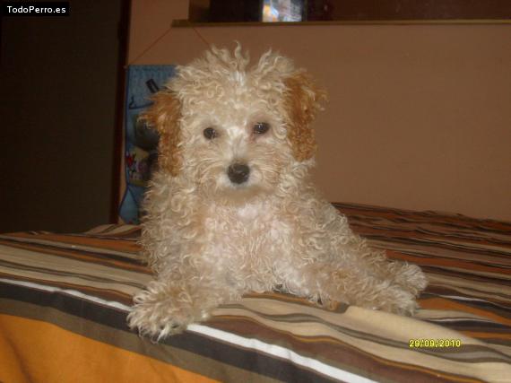 Foto del perro Candela