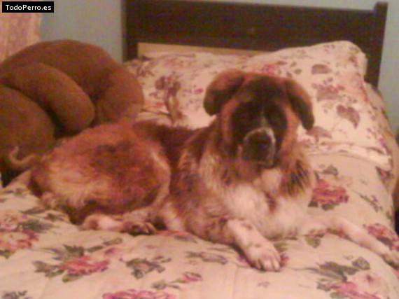 Foto del perro Bethoben