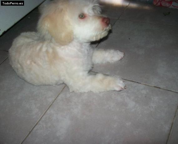 La foto del perro Homero Foto del perro Homero