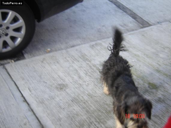 Foto del perro Roto