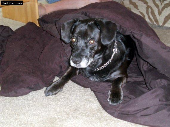 Foto del perro Cosmo