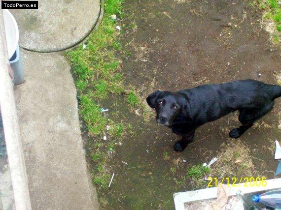 La foto del perro Guardian Foto del perro Guardian