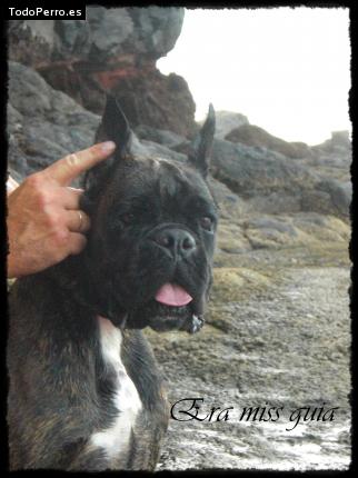 Foto del perro Era