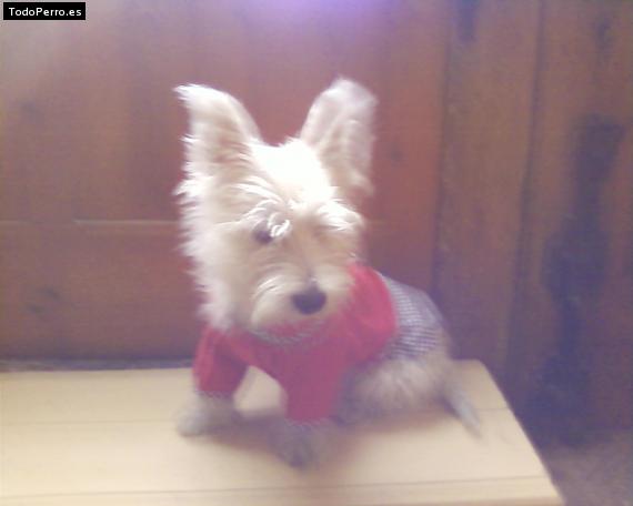 Foto del perro Chika