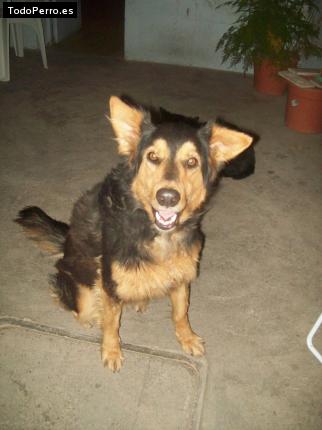 La foto del perro Estrella Foto del perro Estrella