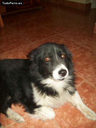 Foto del perro Chiqui