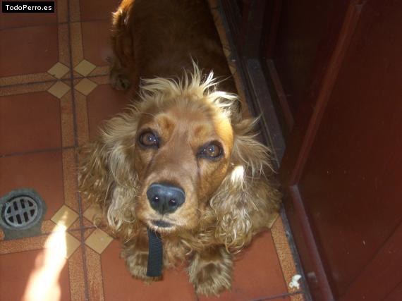 Foto del perro Dolly