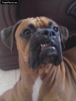 Foto del perro Emilio