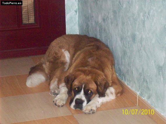 La foto del perro