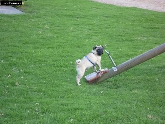 La foto del perro