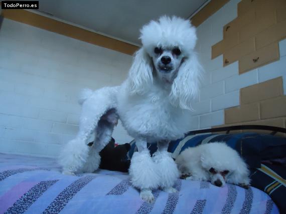 La foto del perro Popin y bemjamin Foto del perro Popin y bemjamin