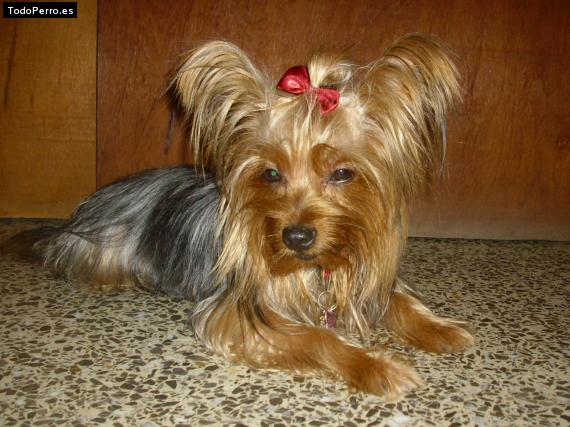 Foto del perro Tita sofia