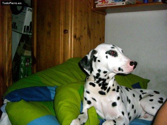 La foto del perro
