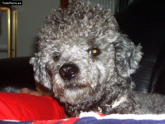 La foto del perro Cubi Foto del perro Cubi