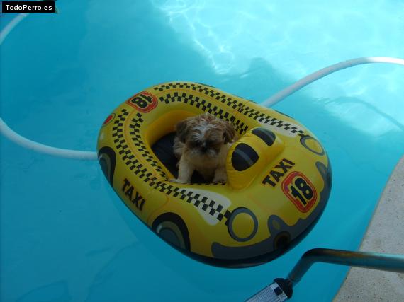La foto del perro