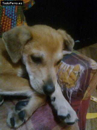 Foto del perro Ciro