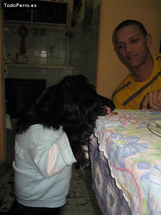 La foto del perro