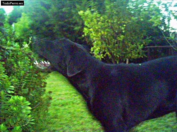 La foto del perro Gaspar Foto del perro Gaspar