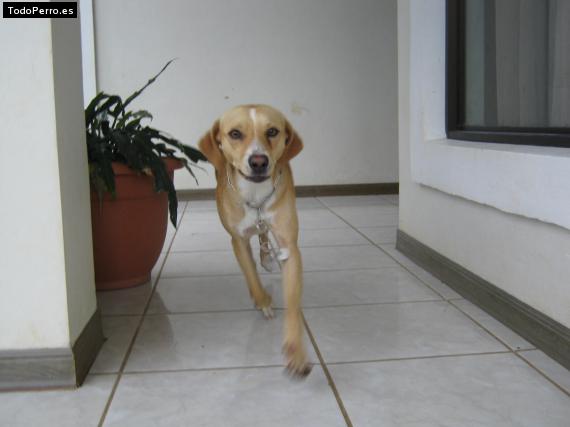 Foto del perro Coko