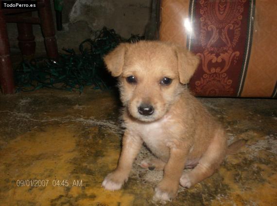 Foto del perro Candy
