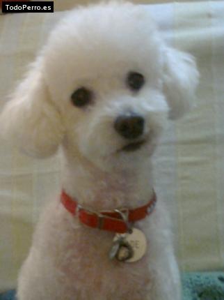 La foto del perro Jade Foto del perro Jade