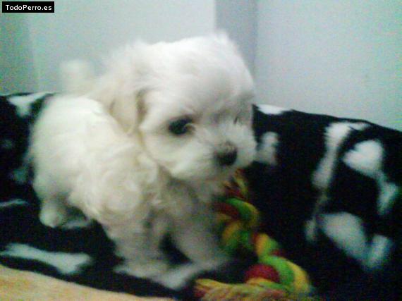 Foto del perro Umma
