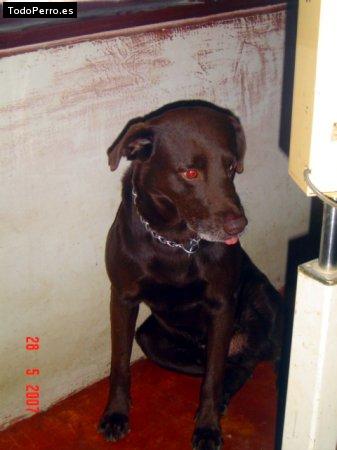 Foto del perro Choco stiwar