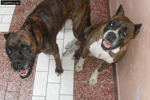 Foto del perro Claris y duqueza